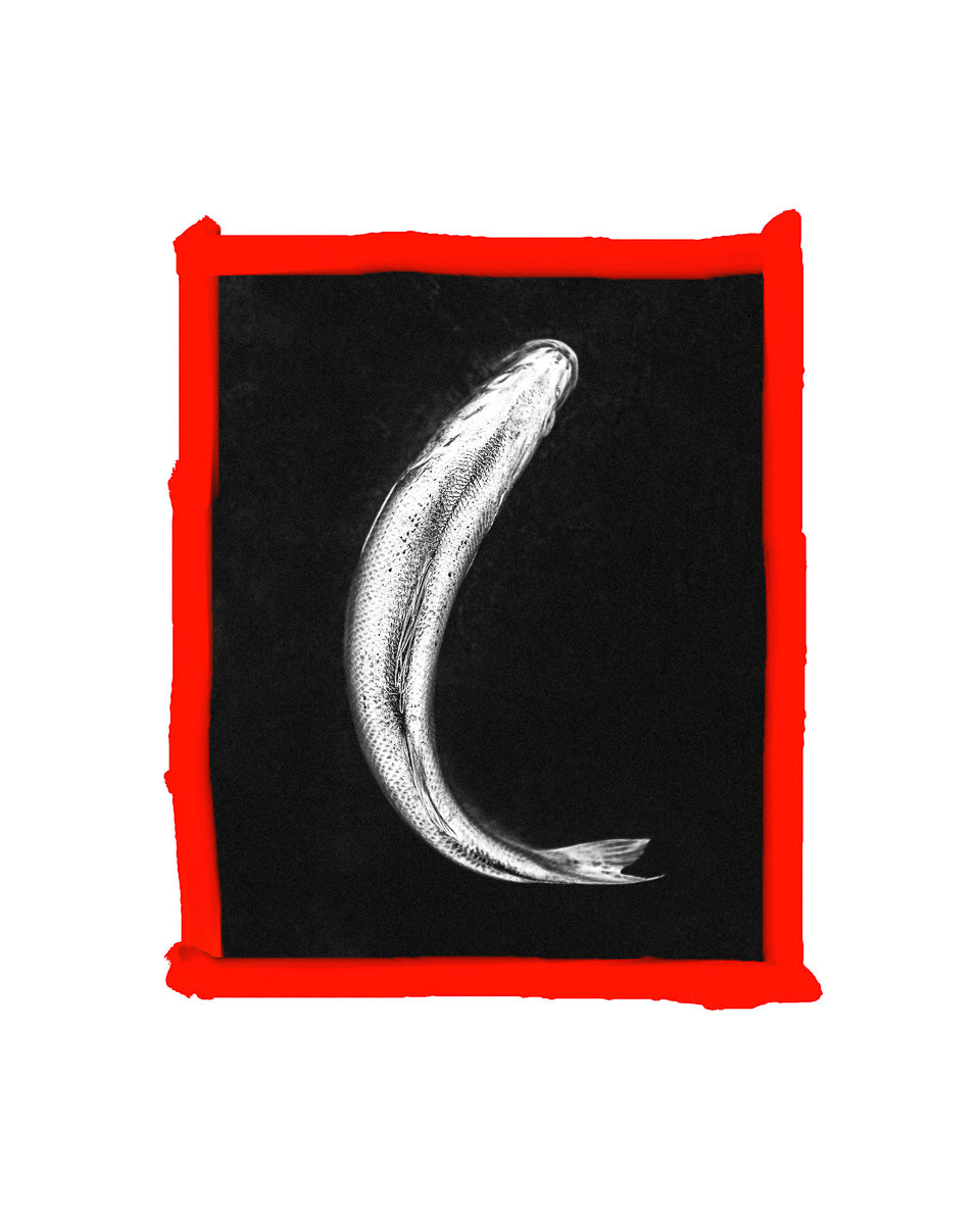 Xavier Brenda : Stone Bass from Food=ART series, 2024