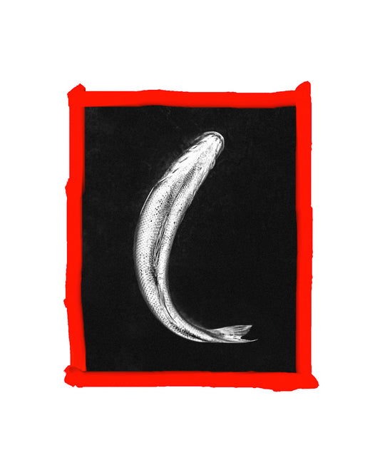 Xavier Brenda : Stone Bass from Food=ART series, 2024
