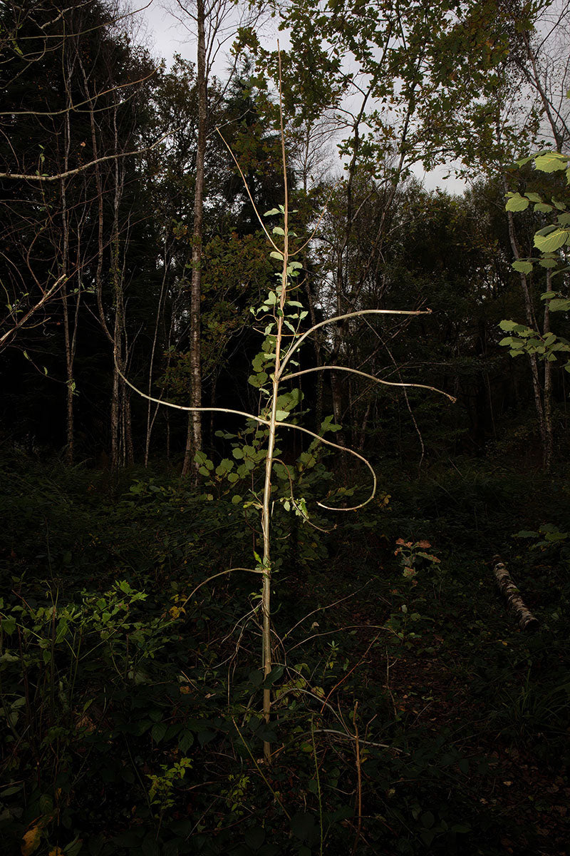 Aaron Yeandle: Coeden Sanctaidd (Hiraeth), 2021