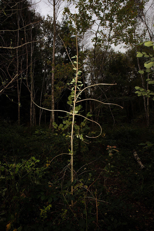 Aaron Yeandle: Coeden Sanctaidd (Hiraeth), 2021