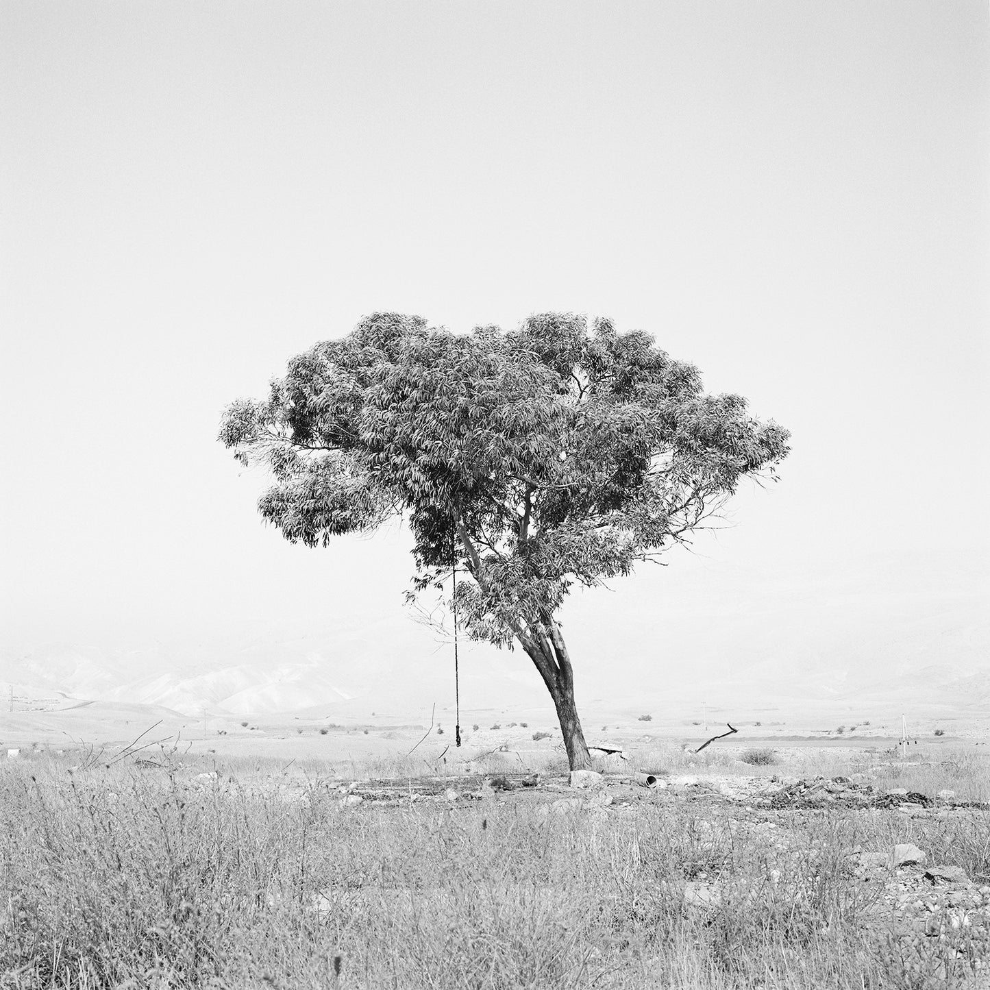 Dana Ariel: Eucalyptus