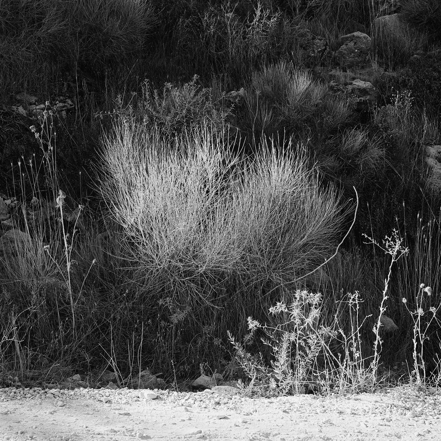 Dana Ariel: Dust