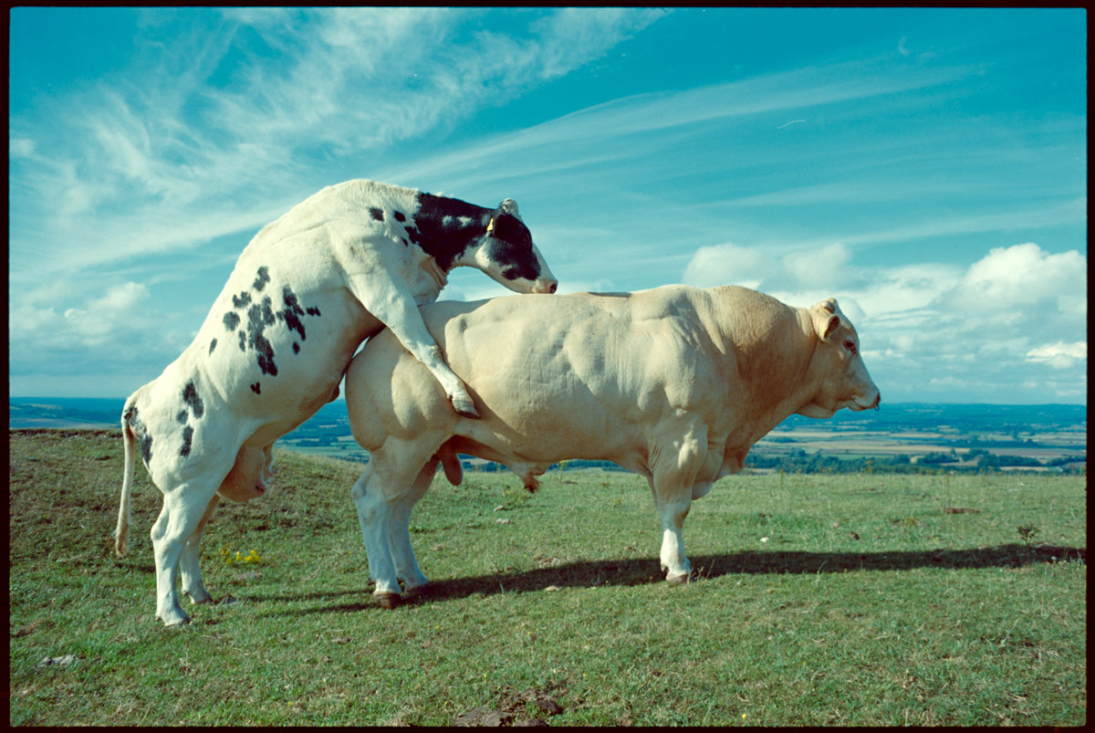 John Fowler: A Cow and a Bull in a Field in the Sunshine