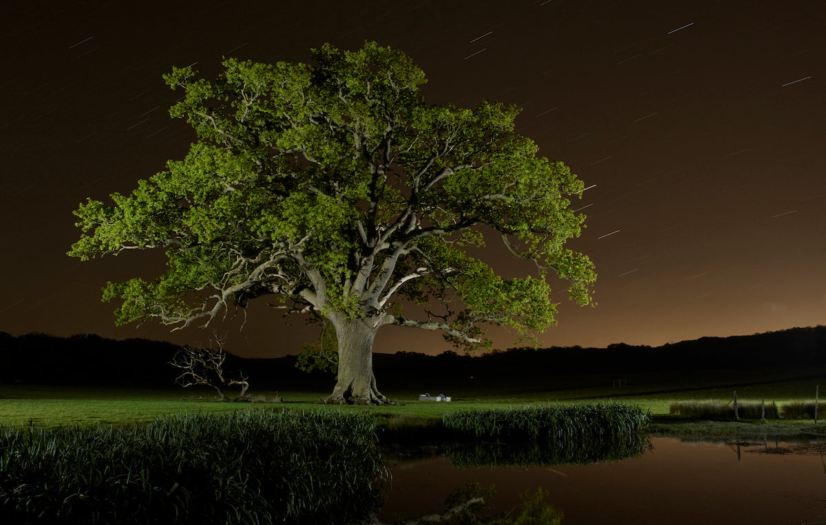 Jean-Luc Brouard: Danny House Oak, 2015