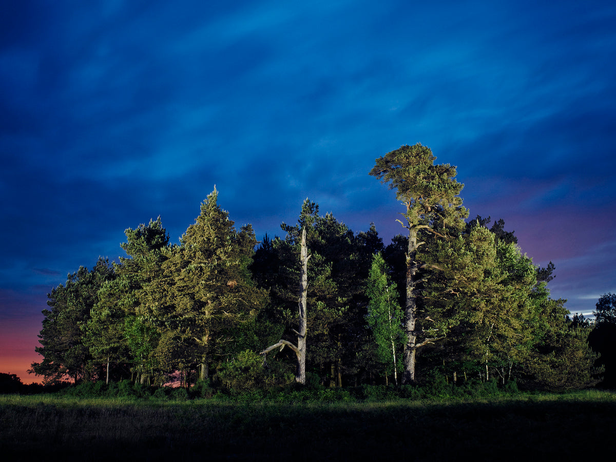 Jean-Luc Brouard: Dawn Pine Stand, 2015