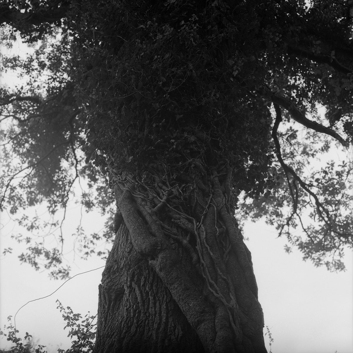 Hayden Wilde: Dartmoor Tree Trunk #1
