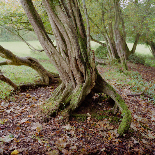 Hayden Wilde: Dartmoor Tree Trunk #3